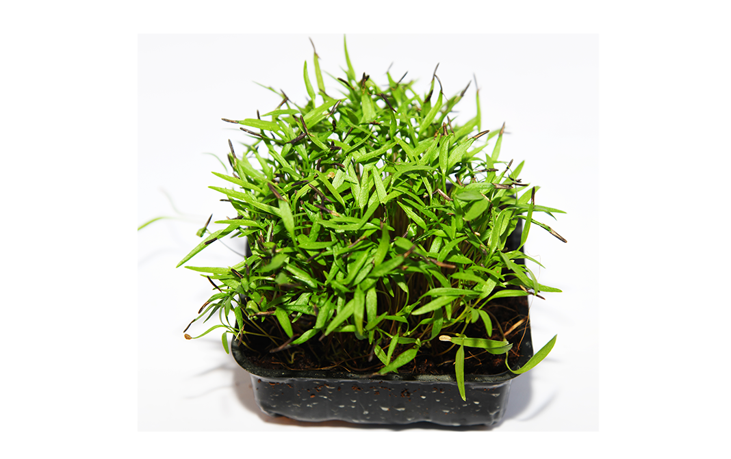 Simply Fresh Chevril Microgreens    Box  1 pcs